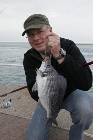 black bream von mole.JPG
